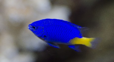 海水魚を中心に飼育を楽しむ水槽とは All Blue