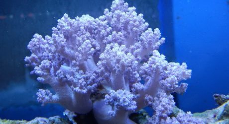 ソフトコーラルの飼育方法まとめ 初心者向けの飼育が簡単なサンゴ All Blue