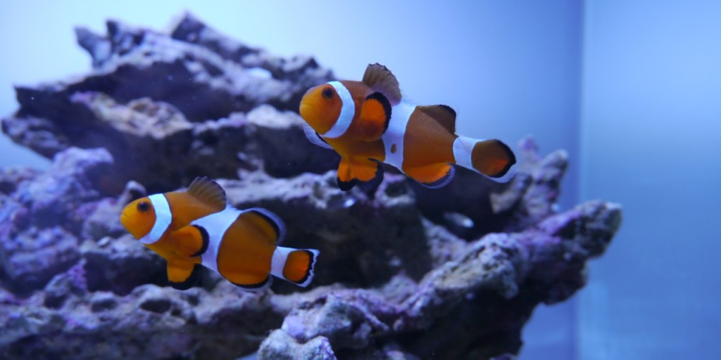 海水魚飼育 初心者必見 マリンアクアリウム立ち上げガイド All Blue