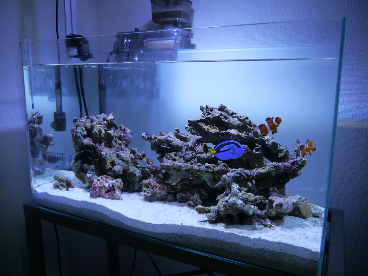 期間限定　海水魚　珊瑚用　水槽キャビネット　水槽セット　オーバーフロー