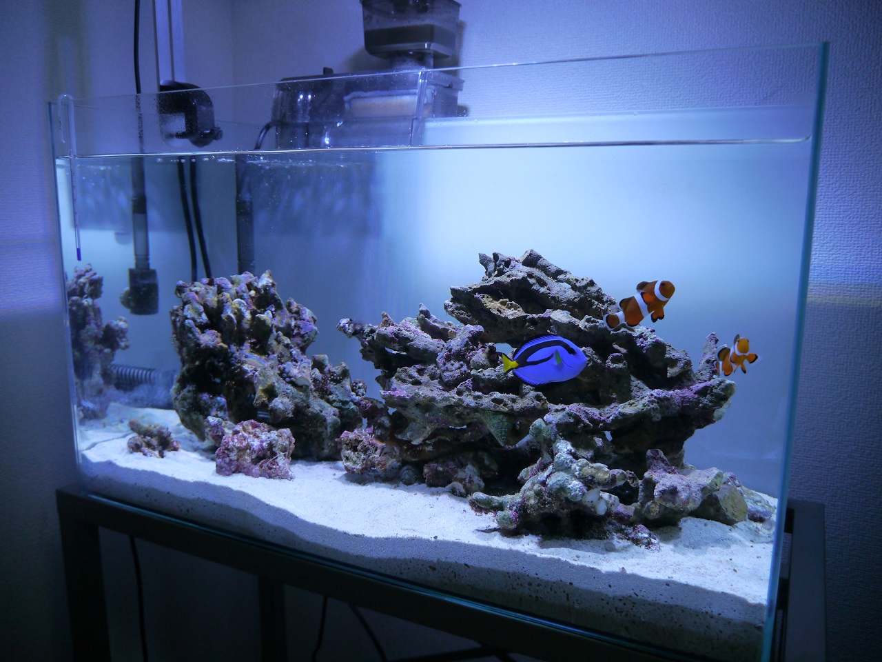 海水魚飼育 初心者必見 マリンアクアリウム立ち上げガイド All Blue