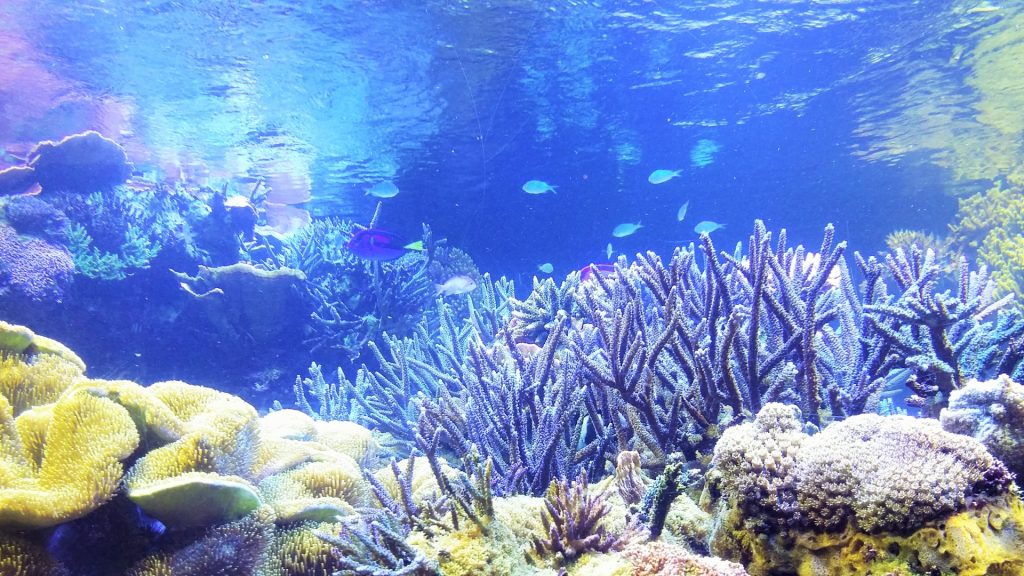 サンゴってどんな生き物？サンゴについて簡単におさらい | ALL BLUE