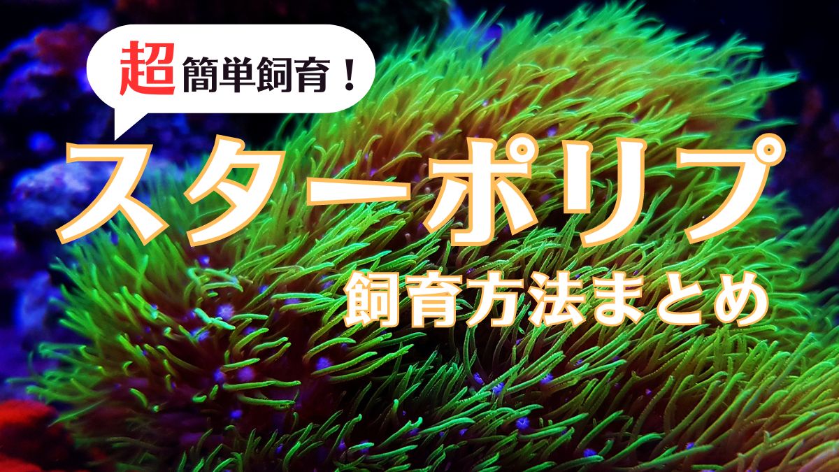 スターポリプ飼育方法まとめ